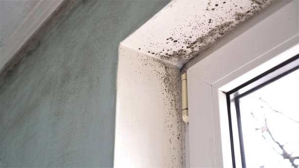 Trusted Emeryville, CA Mold Inspection, Removal & Remediation Experts